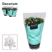 Шлюмбергера (декабрист) White Malissa (decorum) d17 см h32 см