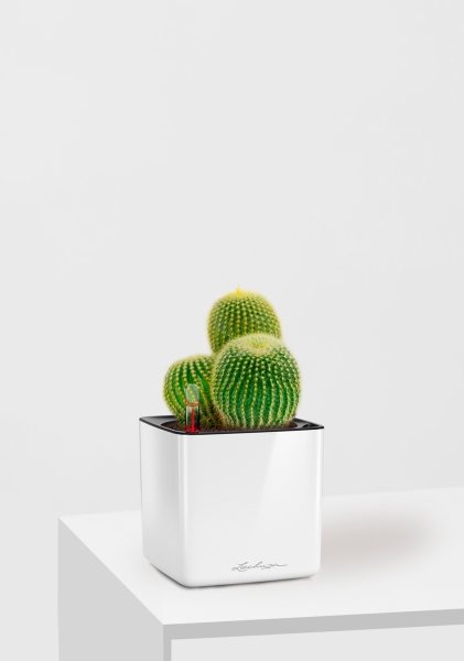 Кактус Пародия Ленингхауза 12/20 см в CUBE GLOSSY 14