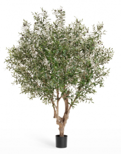 Олива Джи-Форест с плодами (сборная)