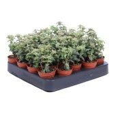 Крассула Перфората денежное дерево d5.5 см h20 см