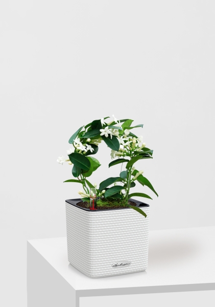 Стефанотис 12/30 см в CUBE COLOR 14