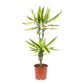 Драцена Голден Кинг 2 ствола d17 см h75 см