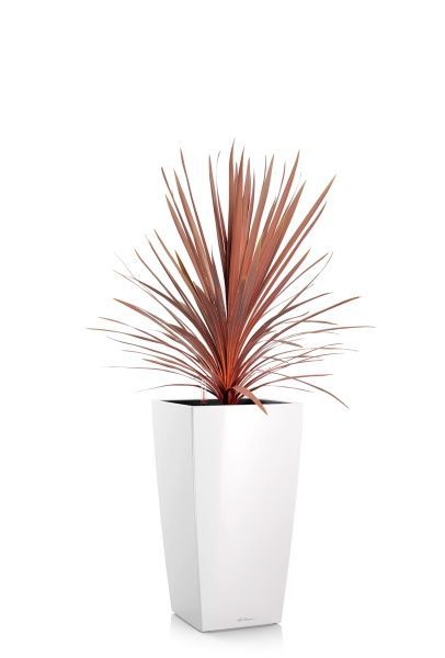 Кордилина Ред Стар 24/100 см в CUBICO 30