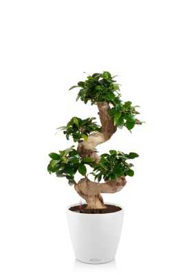 Бонсай Фикус Гинсенг в CLASSICO COLOR 28, белый Бонсай Фикус Гинсенг в CLASSICO COLOR 28, белый