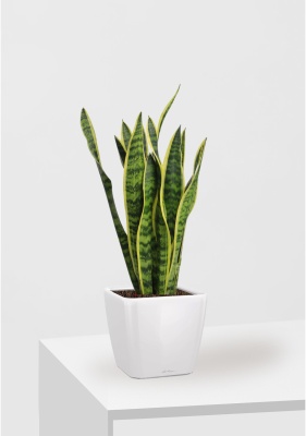 Сансевиерия Лауренти 17/60 см в QUADRO LS 21 Сансевиерия Лауренти 17/60 см в QUADRO LS 21