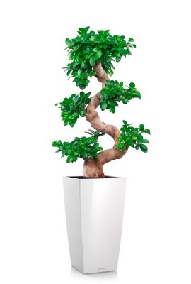 Фикус Микрокарпа Гинсенг 35/90 см в CUBICO 40, белый блестящий