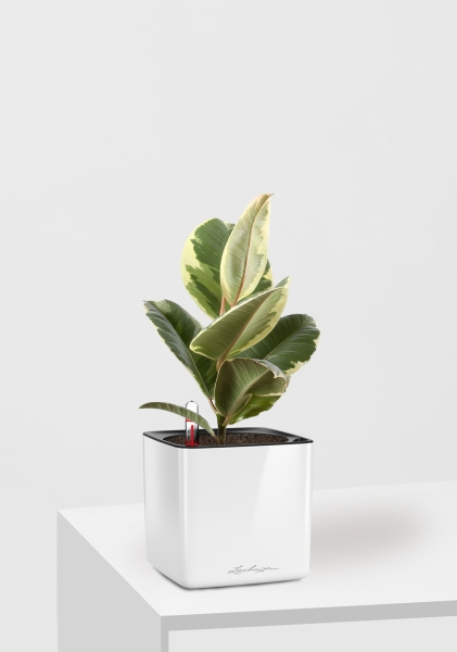 Фикус Эластика Тинеке 12/35 см в CUBE GLOSSY 14 Фикус Эластика Тинеке 12/35 см в CUBE GLOSSY 14