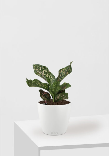 Аглаонема Анимани 12 см в CLASSICO COLOR 18