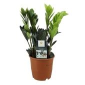 Замиокулькас Равен 4+ ветки d14 см h40 см