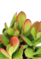 Крассула Овата сансет 12/20 см в CANTO STONE 14 Крассула Овата сансет 12/20 см в CANTO STONE 14