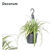 Хлорофитум Космосум вариегатум d17 см h35 см