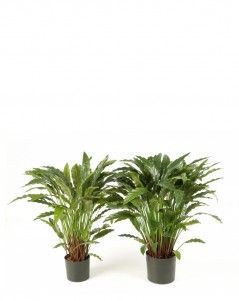 Калатея в горшке