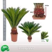 Цикас Революта 16+ листьев d24 см h90 см