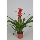 Гузмания Techno d9 см h40 см