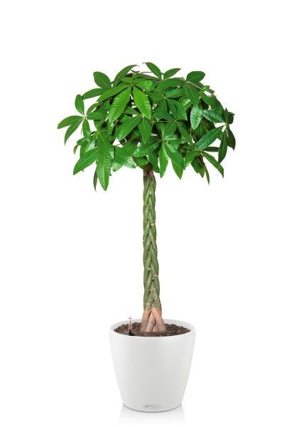 Пахира Акватика 27/150 см в CLASSICO COLOR 35