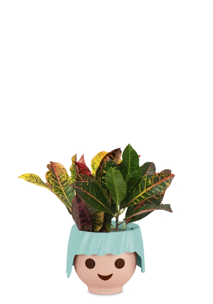 Кротон Петра 12/30 см в OJO Кротон Петра 12/30 см в OJO