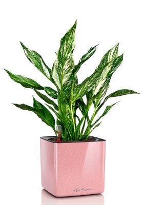 Спатифиллум вариегатный (без соцветий) 12/40 см в CUBE GLOSSY KISS 14, кремовый блестящий Спатифиллум вариегатный (без соцветий) 12/40 см в CUBE GLOSSY KISS 14, кремовый блестящий