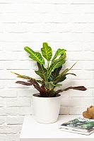 Кротон (Кодиеум) Экселент 17/50 см в QUADRO LS 21