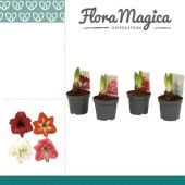 Гиппеаструм Kolibri Mix d9 см h15 см тип 1 Гиппеаструм Kolibri Mix d9 см h15 см тип 1