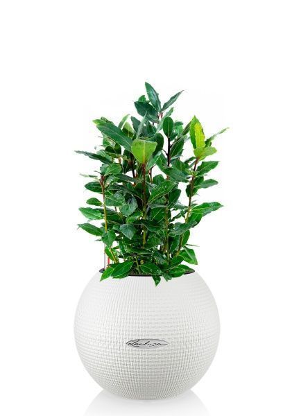 Лавр в PURO 20 Лавр в PURO 20