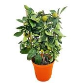 Цитрус Каламондин d14 см h40 см