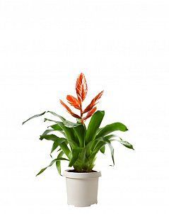 Вриезия Оранж 12/40 см