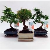 Бонсай микс традиционный d15 см h28 см