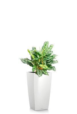 Аглаонема Сильвер Квин 19/50 см в CUBICO 22, белый блестящий