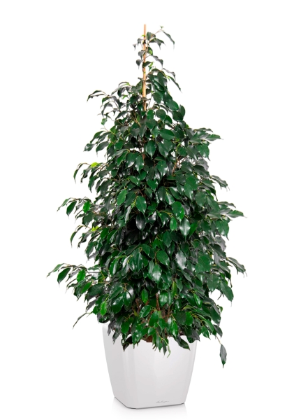 Фикус Бенджамина Даниэль 30/165 см в QUADRO LS 43 Фикус Бенджамина Даниэль 30/165 см в QUADRO LS 43