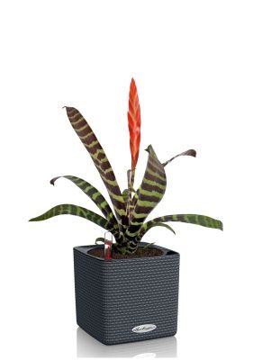 Вриезия Спленриет в CUBE COLOR 14, серый