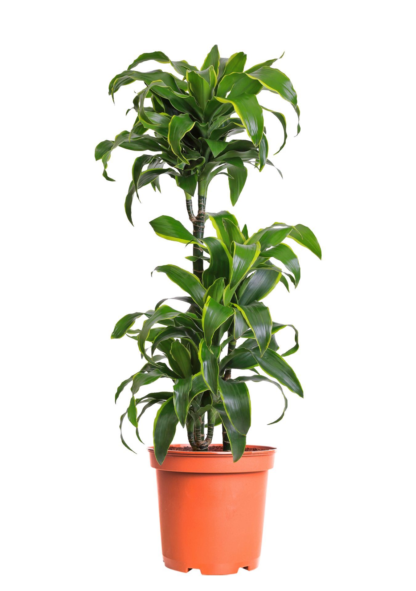 Драцена Дорадо 3 ствола 21/100 см Драцена Дорадо 3 ствола 21/100 см