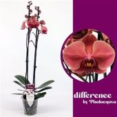 Фаленопсис 2 ствола Nabonne (phalaenova) d12 см h65 см Фаленопсис 2 ствола Nabonne (phalaenova) d12 см h65 см