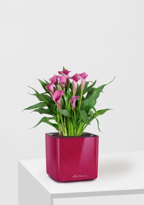 Калла розовая 12/35 см в CUBE Glossy Kiss 14