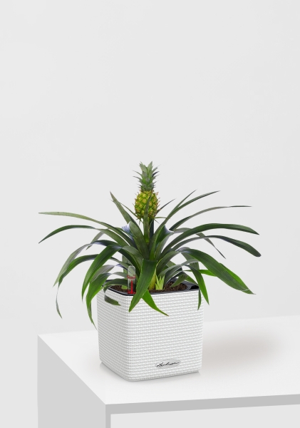 Ананас 12/40 см в CUBE COLOR 14