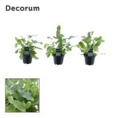 Флебодиум Блю Стар d7 см h20 см