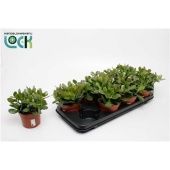 Крассула денежное дерево Аргентия d12 см h18 см