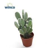 Опунция Microdasys Albata d5.5 см h12.5 см Опунция Microdasys Albata d5.5 см h12.5 см