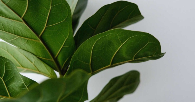 Фикус Лирата: как выбрать «звезду интерьеров» и вырастить её дома или в офисе