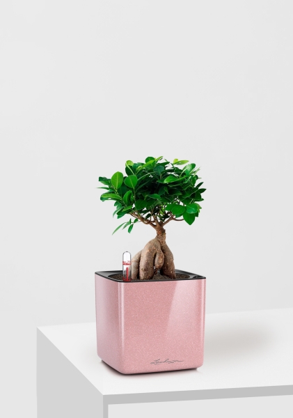 Фикус Микрокарпа 12/30 см в CUBE Glossy Kiss 14