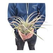 Тилландсия Brachycaulus d40 см h40 см