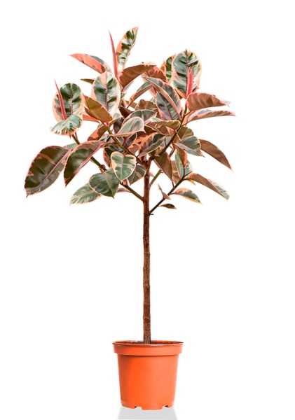 Фикус Эластика Бейлиз на стволе d24 см h140 см