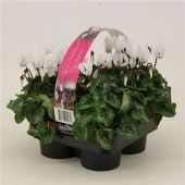 Цикламен Верано White 4-pack d9 см h12.5 см