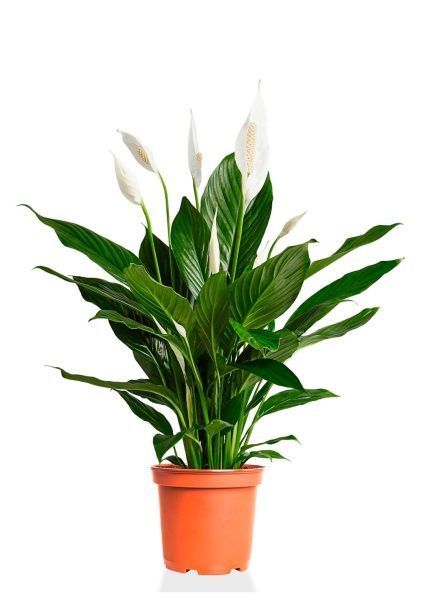 Спатифиллум 19/75 см