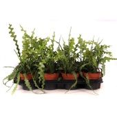 Эпифиллум Ангулигер d12 см h22.5 см