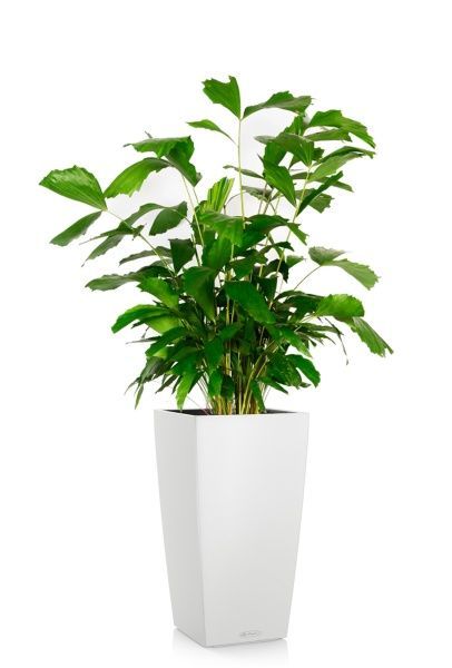 Кариота 27/160 см в CUBICO COLOR 40