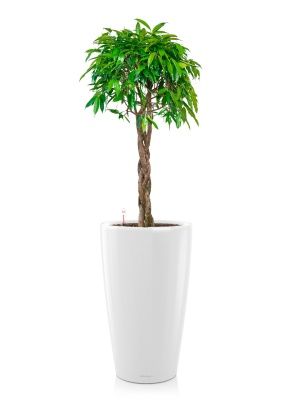 Фикус Амстел Кинг переплетенный 40/170 см в RONDO 40, белый блестящий