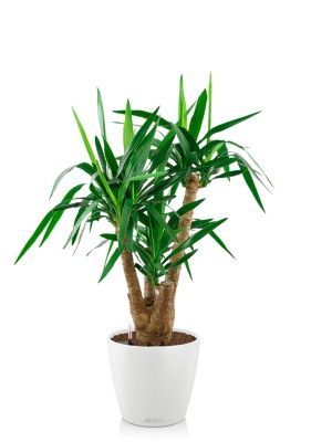 Юкка разветвленная 24/100 см в CLASSICO COLOR 28, белый