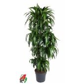 Драцена Гавайская карусель d34 см h170 см