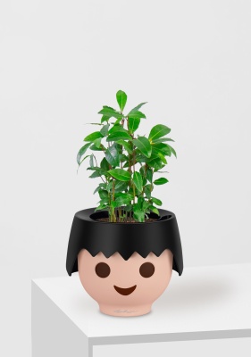 Лавр 9/30 см в OJO Лавр 9/30 см в OJO