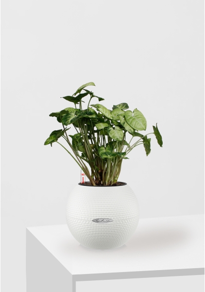 Сингониум Пикси 12/20 см в PURO 20